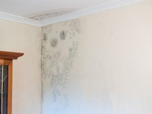 Humidity causes mold and mildew