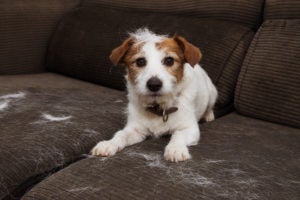 Pet hair can impact a home's air quality